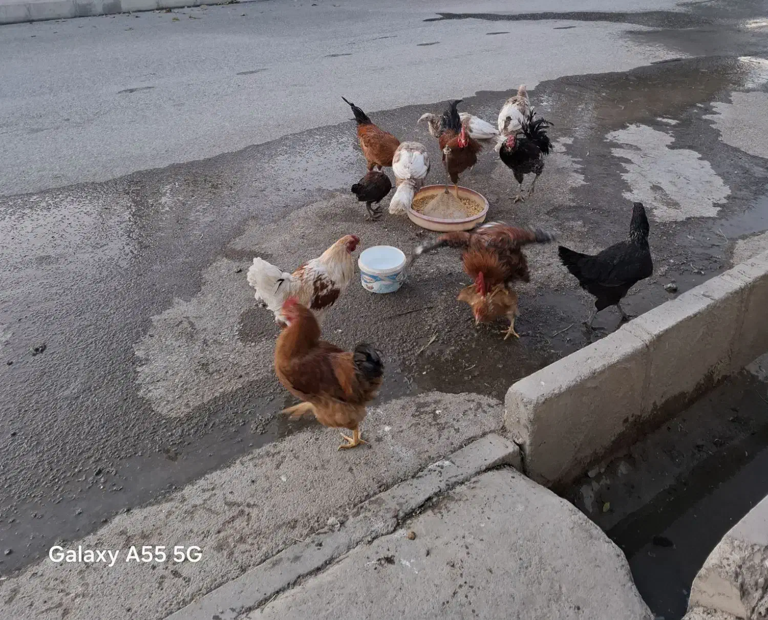 خروس محلی|حیوانات مزرعه|صحنه, |دیوار