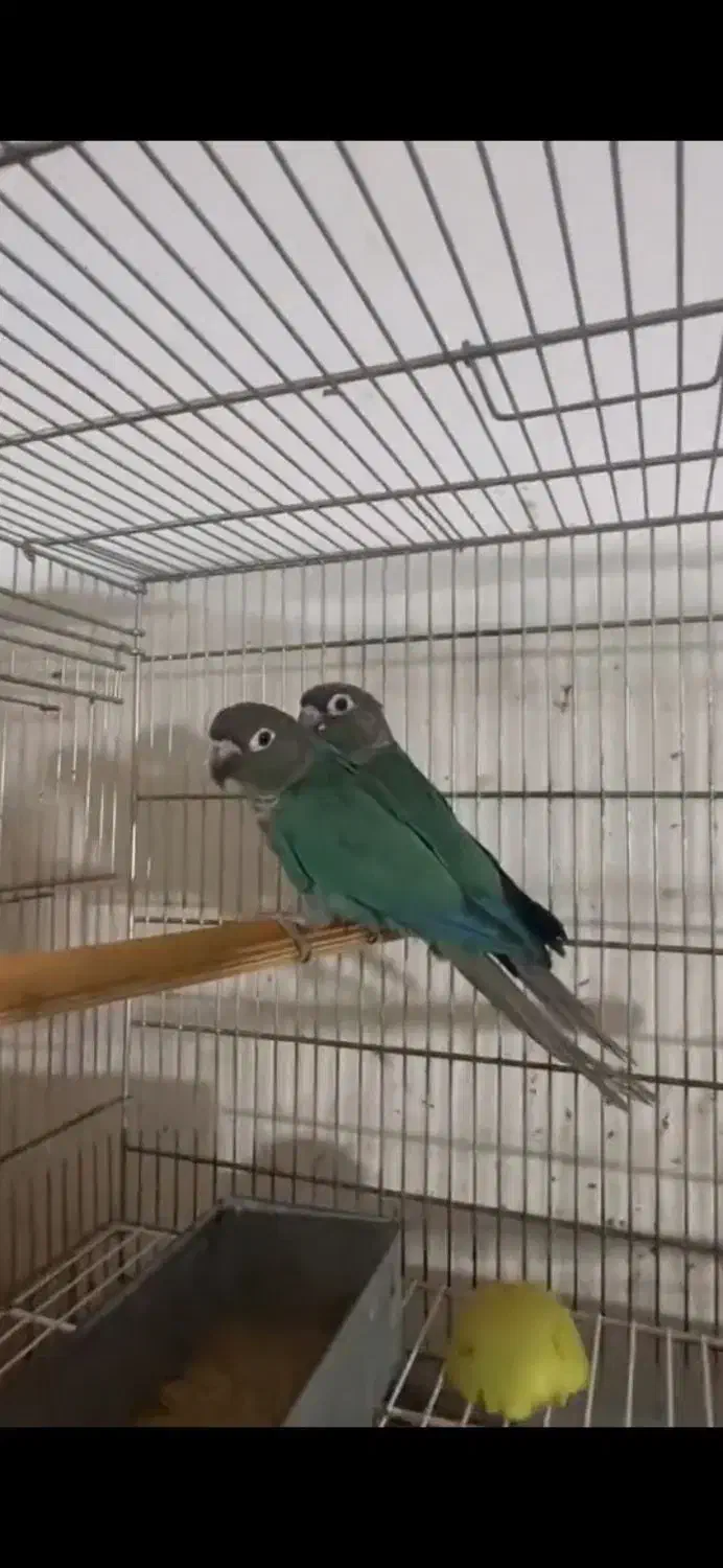 یک جفت تراکوییس نرمال در حد|پرنده|بندرعباس, |دیوار