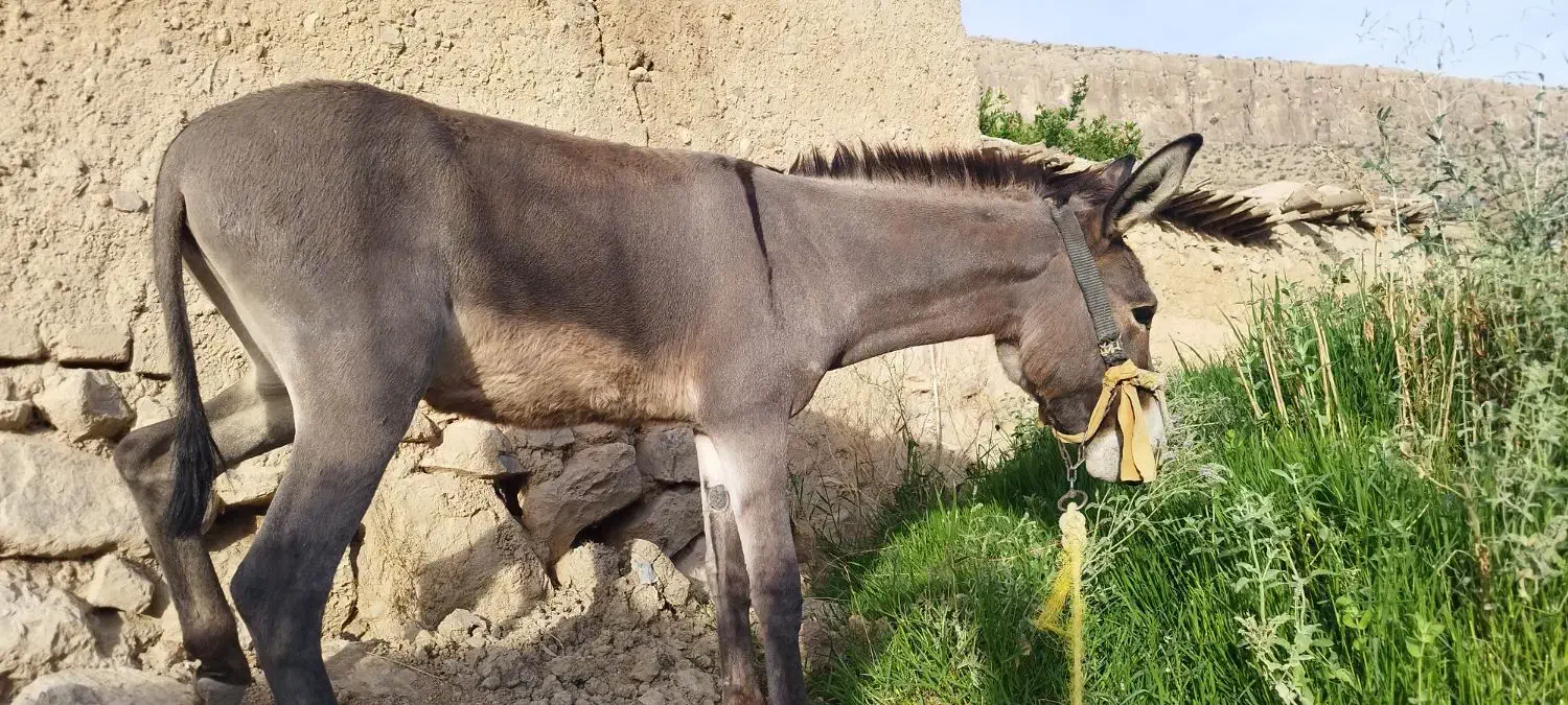 فروش کره الاغ نر|حیوانات مزرعه|کر, |دیوار
