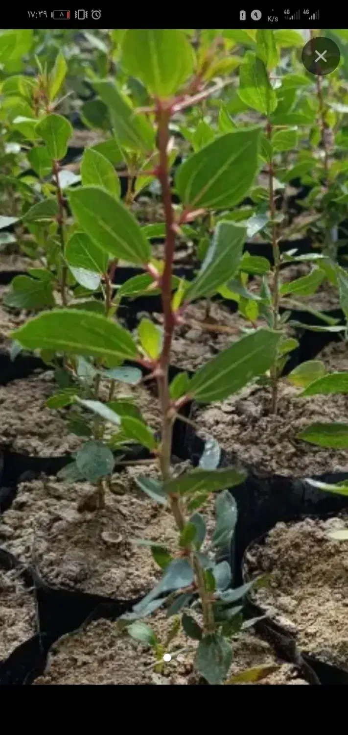 نیازمند نهال کنار|فعالیت داوطلبانه تحقیقاتی|جهرم, |دیوار