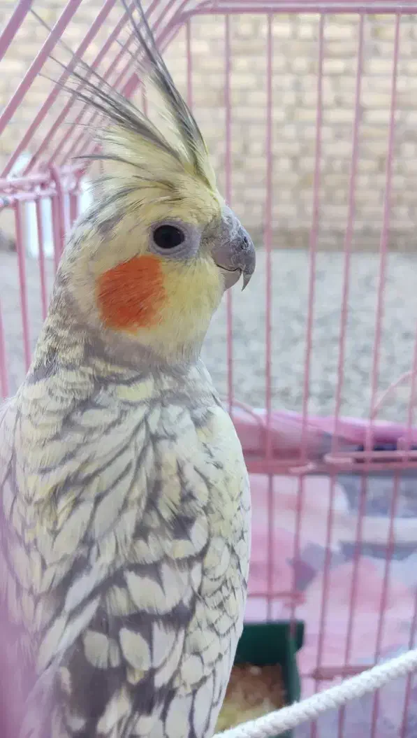 عروس هلندی|پرنده|قزوین, |دیوار