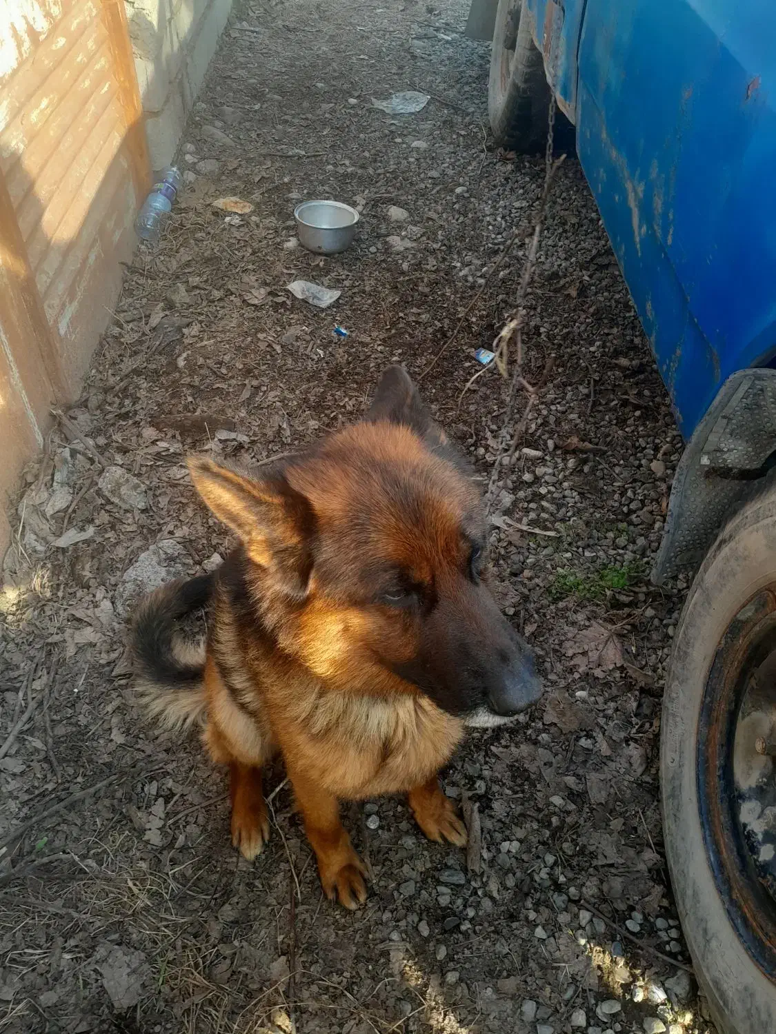 ژرمن|سگ|آمل, |دیوار