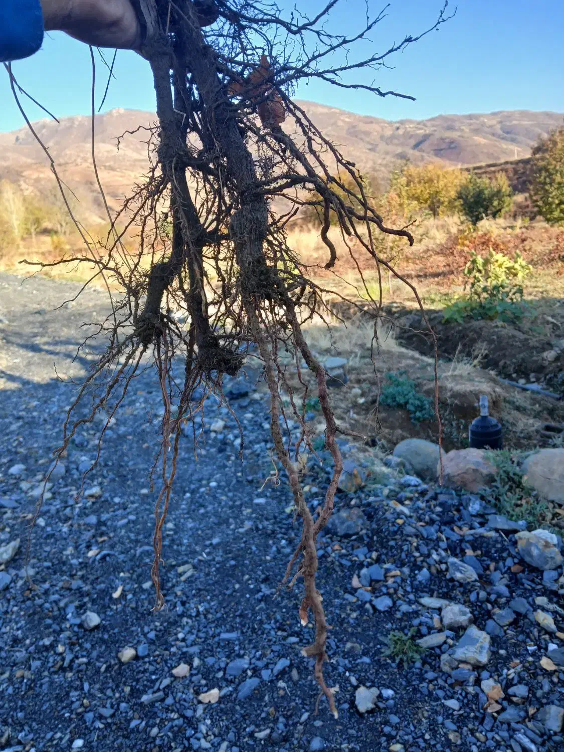 فروش ریشه انگور  سیاه سردشت|گل و گیاه طبیعی|وزینه, |دیوار