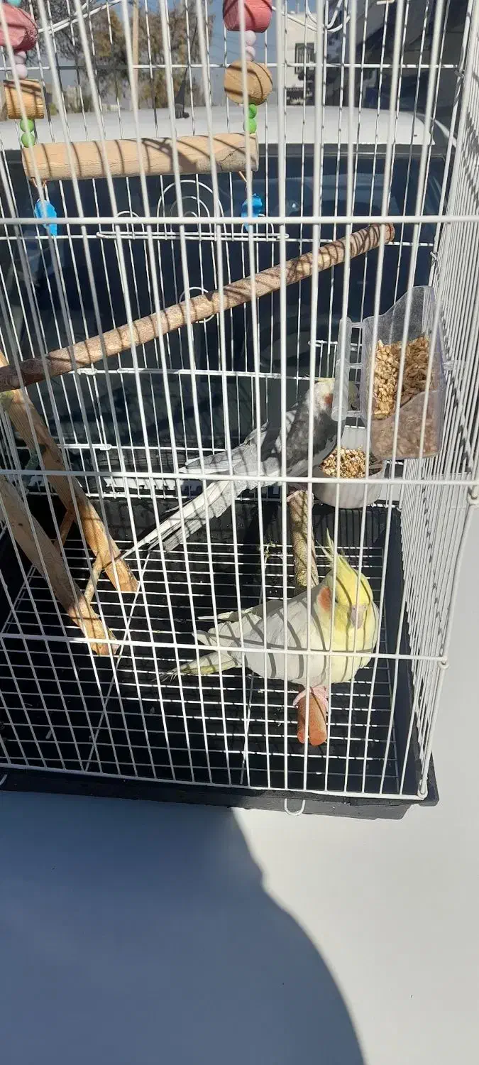 عروس هلندی|پرنده|ملایر, |دیوار