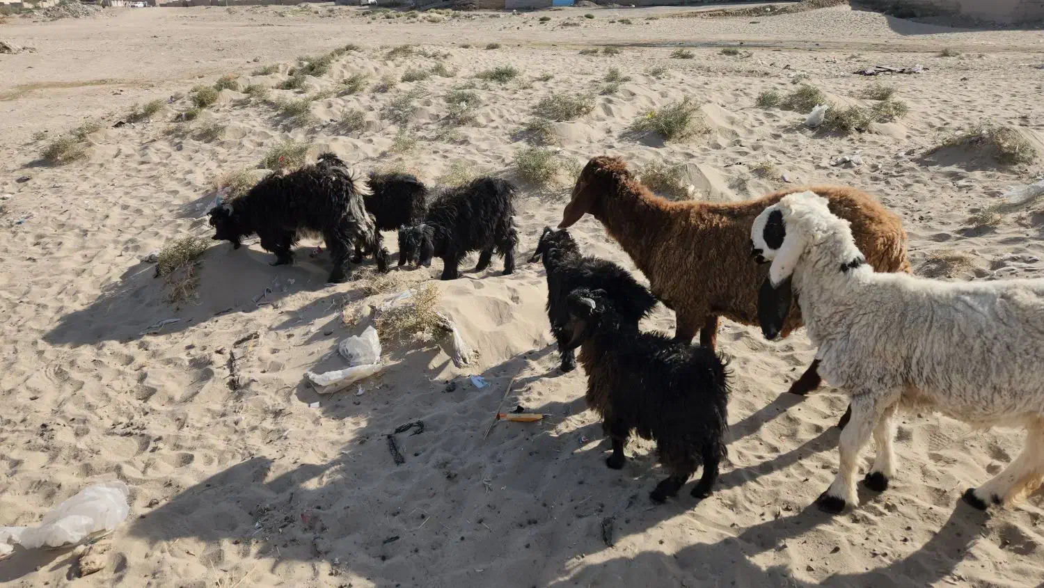 دوتا بره نر و۵تا کره نر برای داشت خوابنده|حیوانات مزرعه|زابل, |دیوار