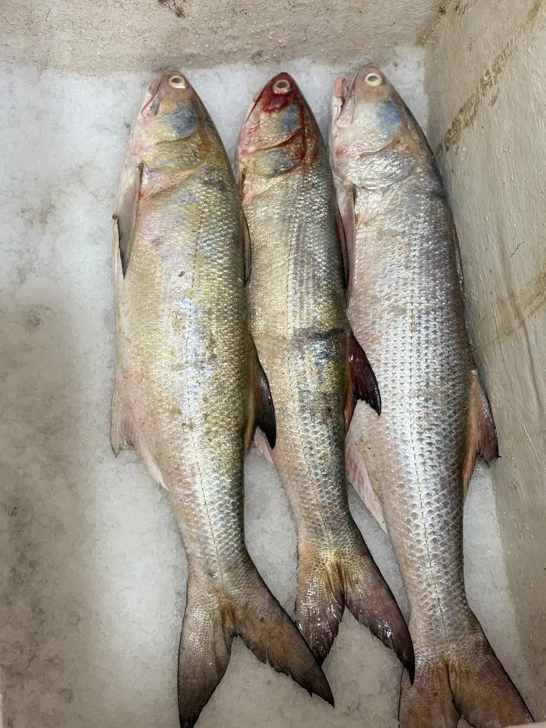 انواع ماهی و میگو تازه|ماهی|بندر کنگان, |دیوار