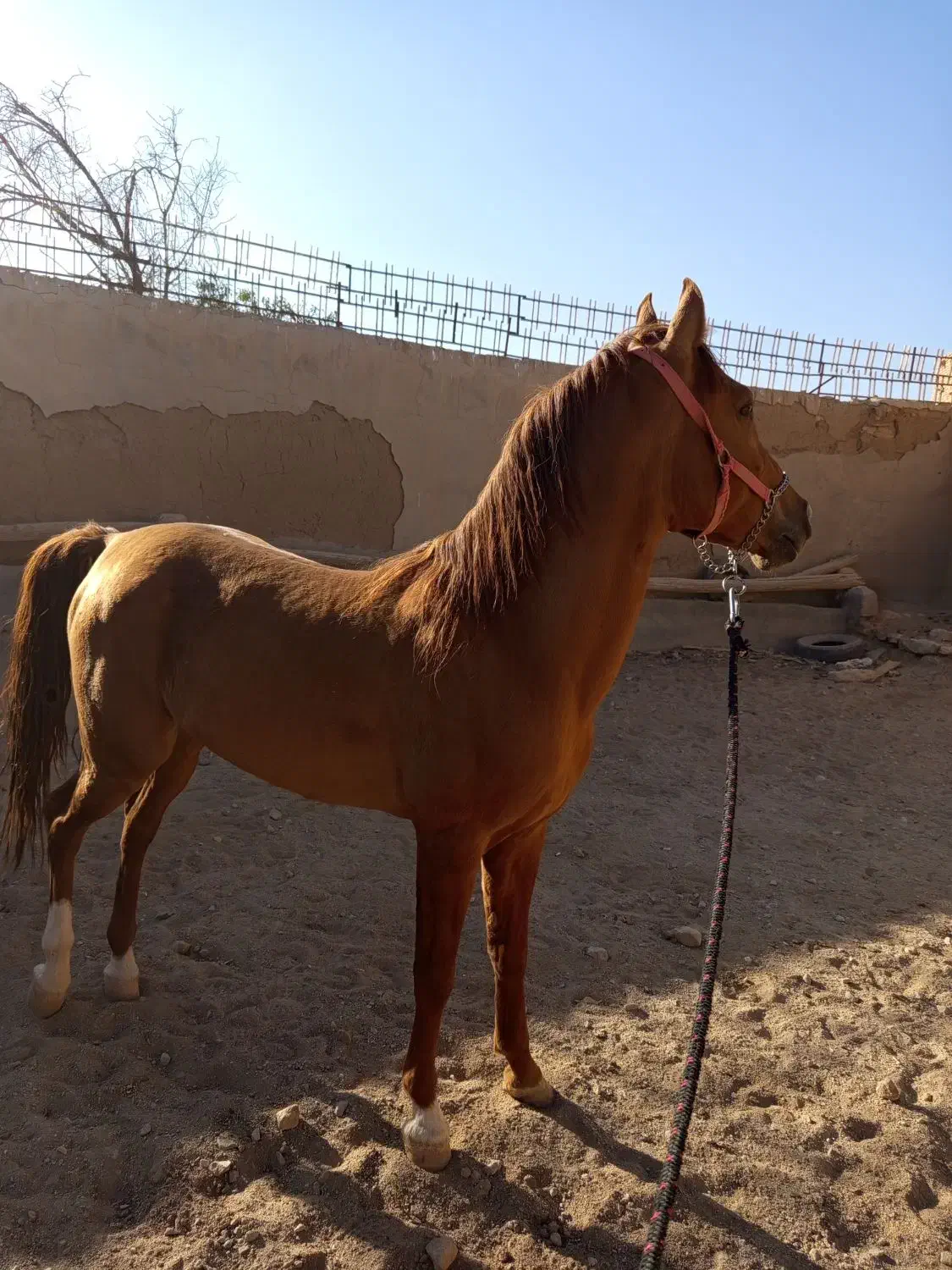 اسب|اسب و تجهیزات اسبسواری|نیر (یزد), |دیوار