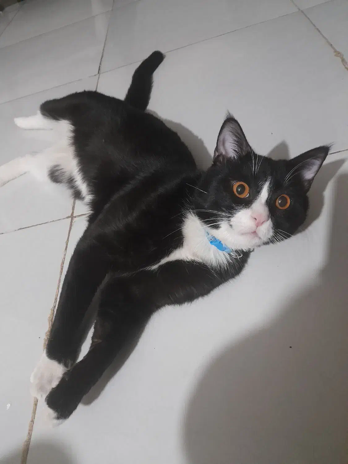 گربه نر جهت جفتگیری|گربه|مشهد, شهید بصیر|دیوار