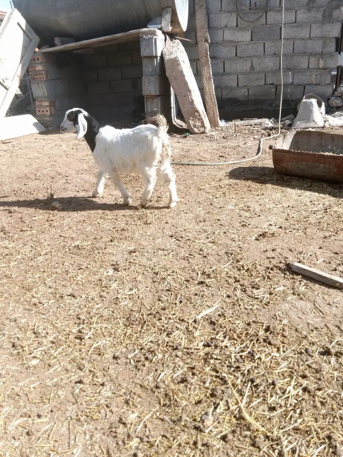 دو عدد بزغاله نروماده|حیوانات مزرعه|تبریز, |دیوار