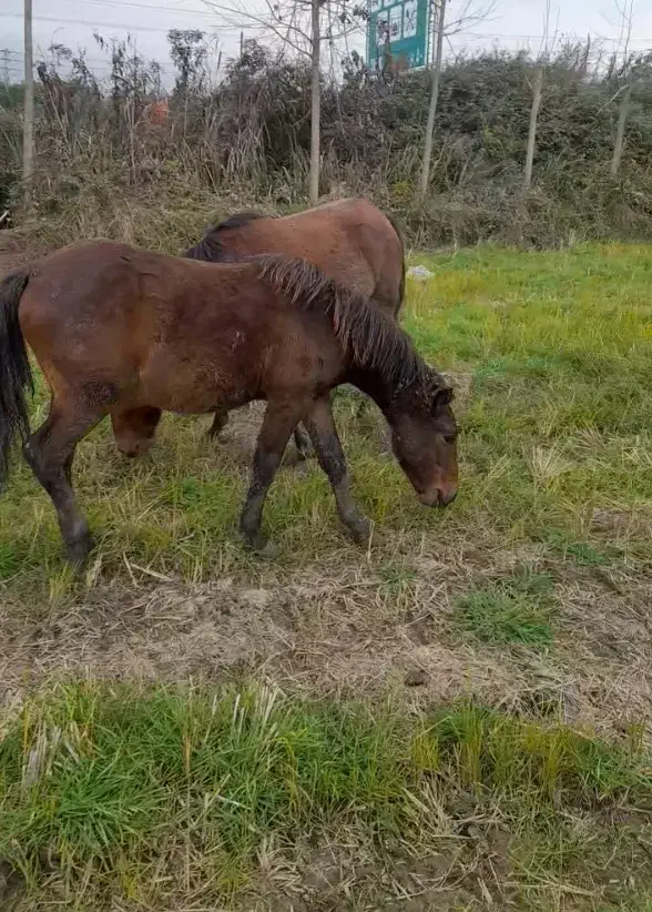 اسب|اسب و تجهیزات اسب‌سواری|پره‌سر, |دیوار