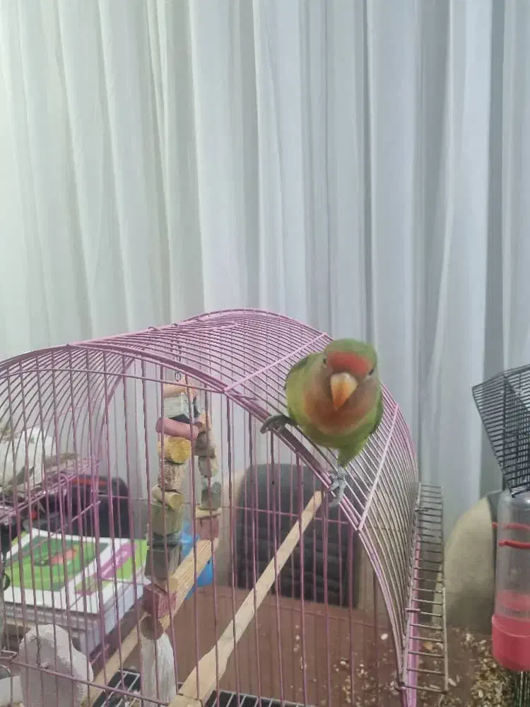 فروش طوطی برزیلی صورت هلویی در جم|پرنده|جم, |دیوار