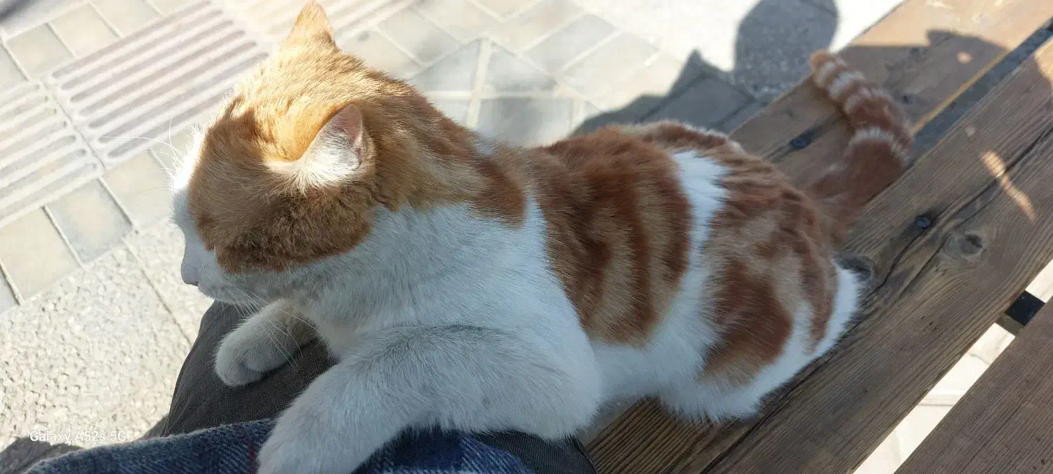 گربه پیدا شده|گربه|یزد, |دیوار