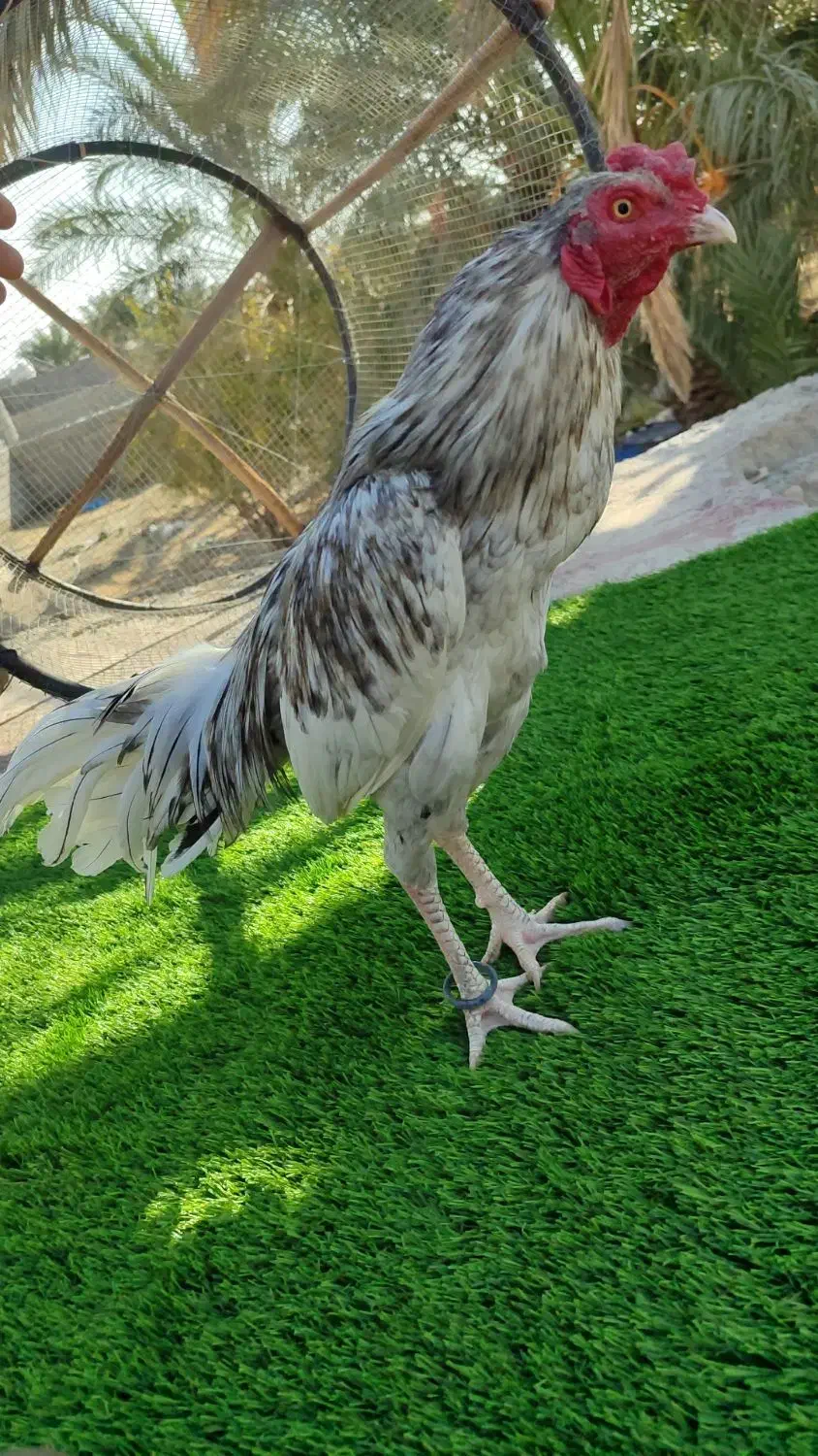 خروس میانوالی جوان سرحال زمانتی|حیوانات مزرعه|مهرستان, |دیوار