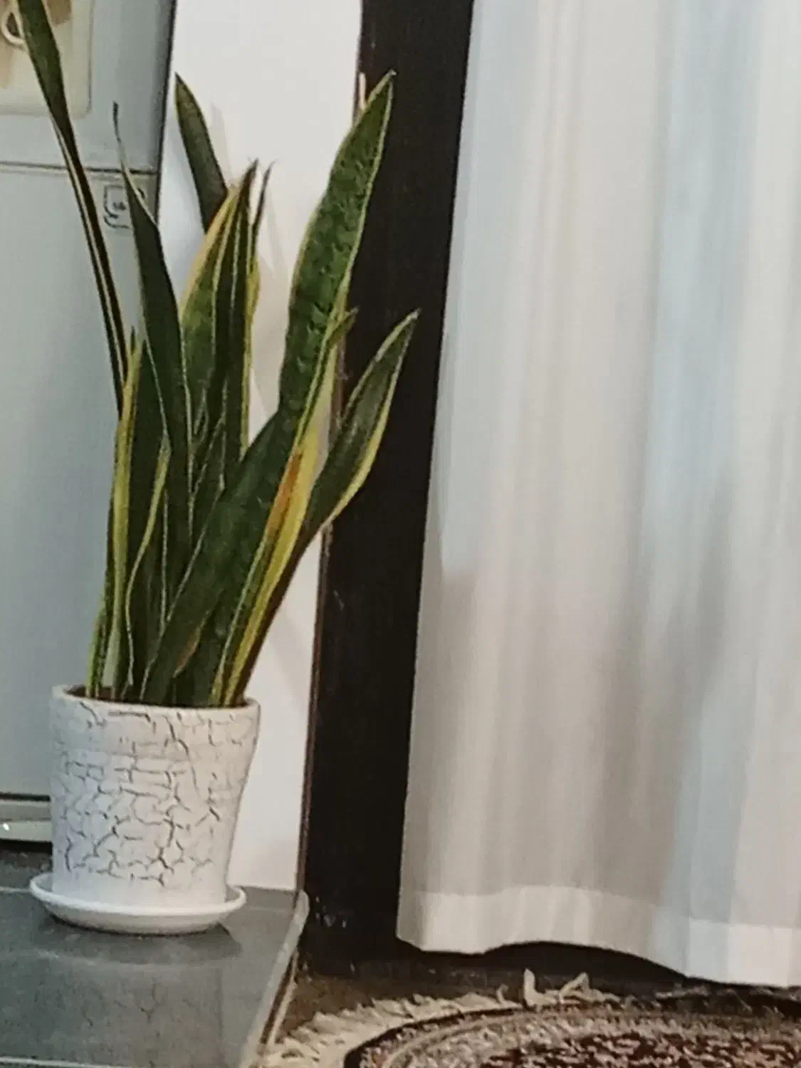 گل وگیاه|گل و گیاه طبیعی|خرمدره, |دیوار