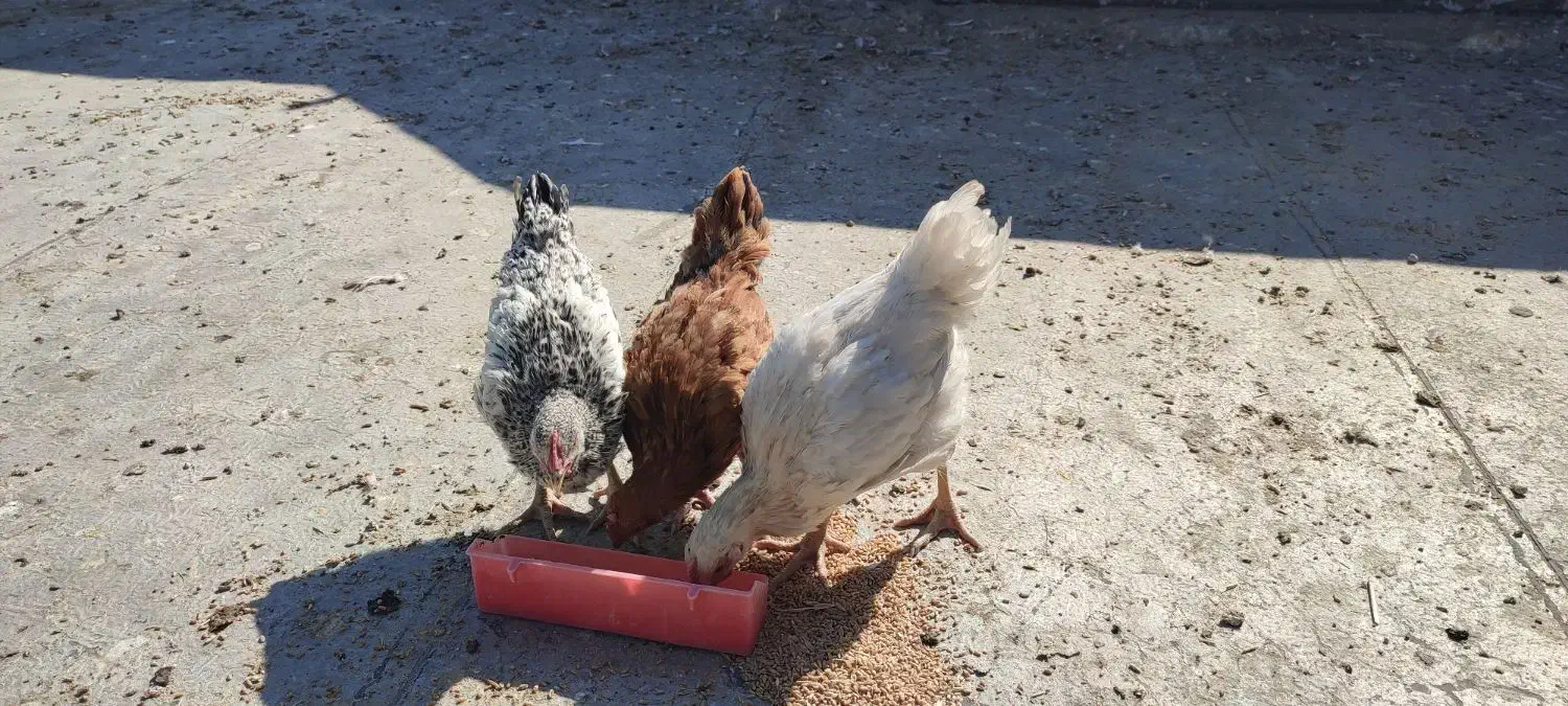 جوجه خروس|حیوانات مزرعه|جهرم, |دیوار