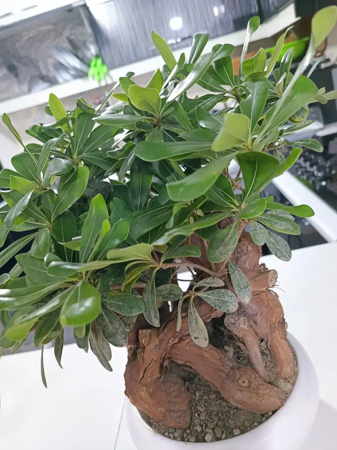 درختچه بونسای|گل و گیاه طبیعی|بندرعباس, |دیوار