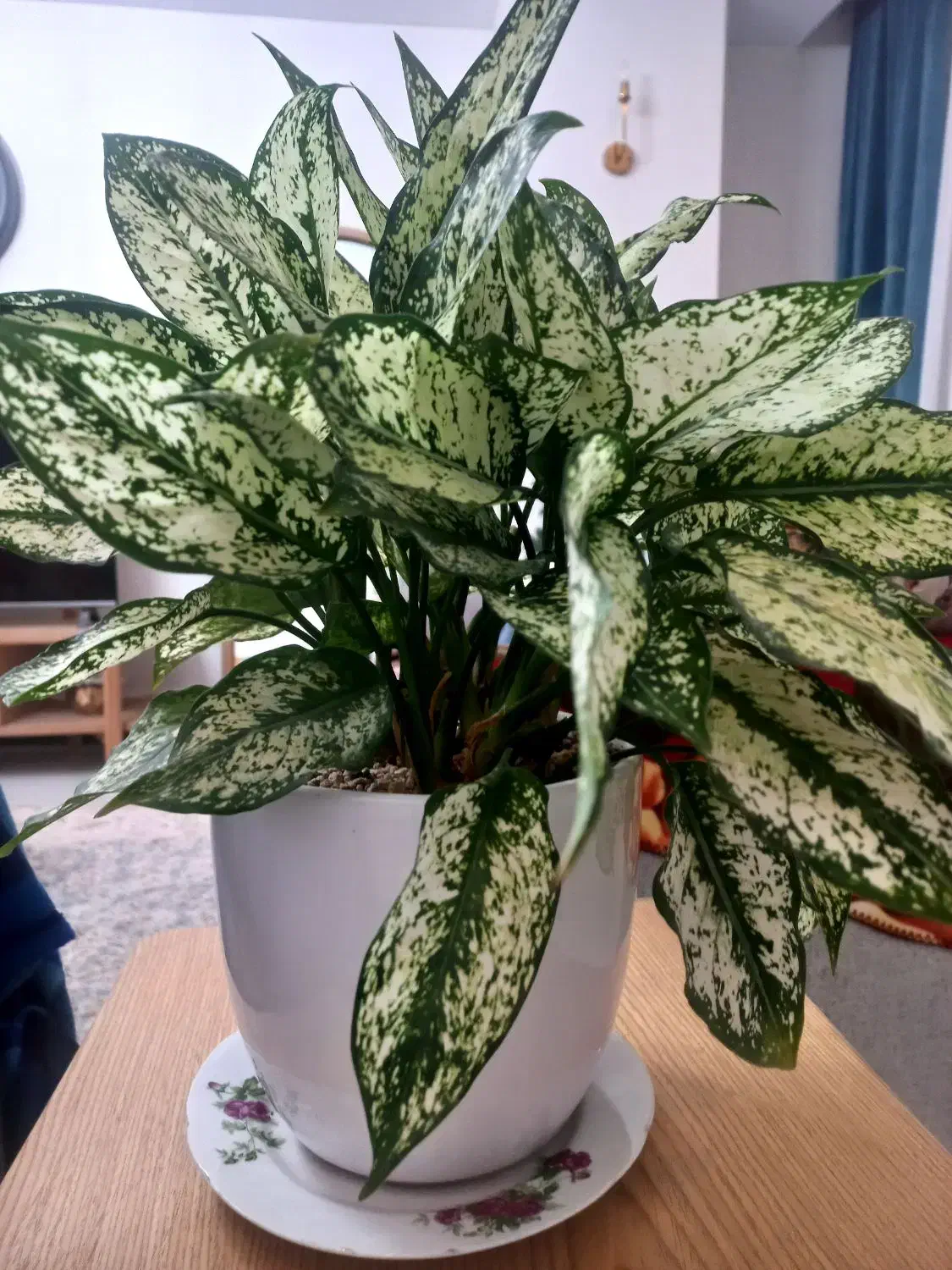 گل طبیعی با گلدان سرامیکی سفید|گل و گیاه طبیعی|تهران, حکیمیه|دیوار