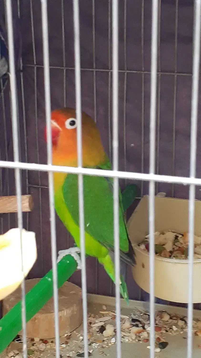 گمشده جفت طوطی برزیلی فیشر|حیوانات|کرمان, |دیوار