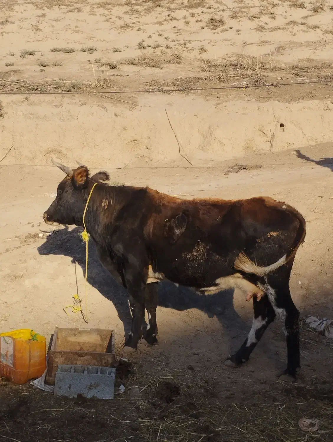 گاو آبستن 8ماه|حیوانات مزرعه|فراغی, |دیوار