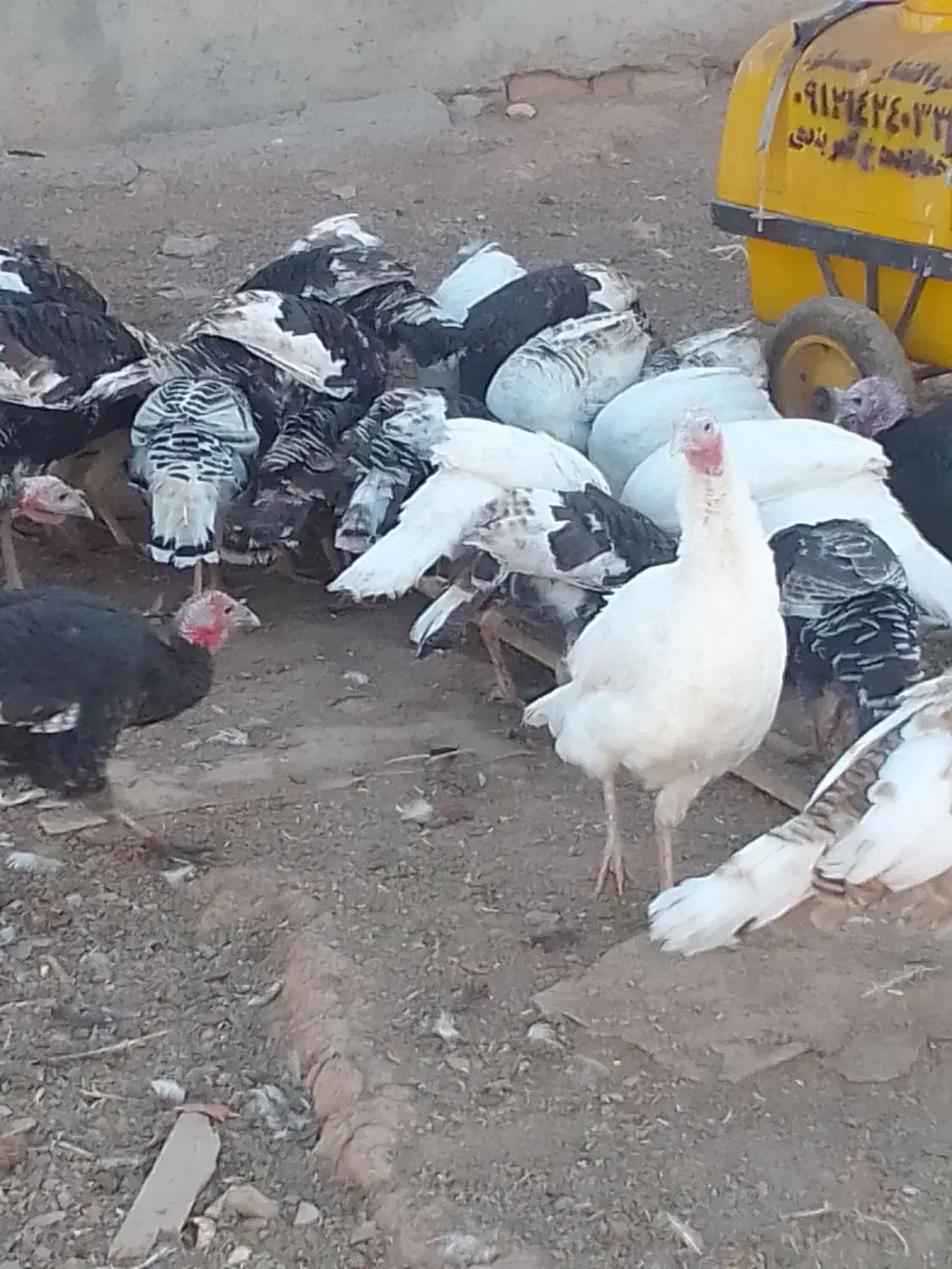 فروشی|حیوانات مزرعه|قیدار, |دیوار