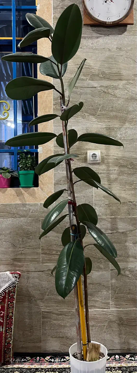 گل فیکوس|گل و گیاه طبیعی|رشت, حومه رشت|دیوار