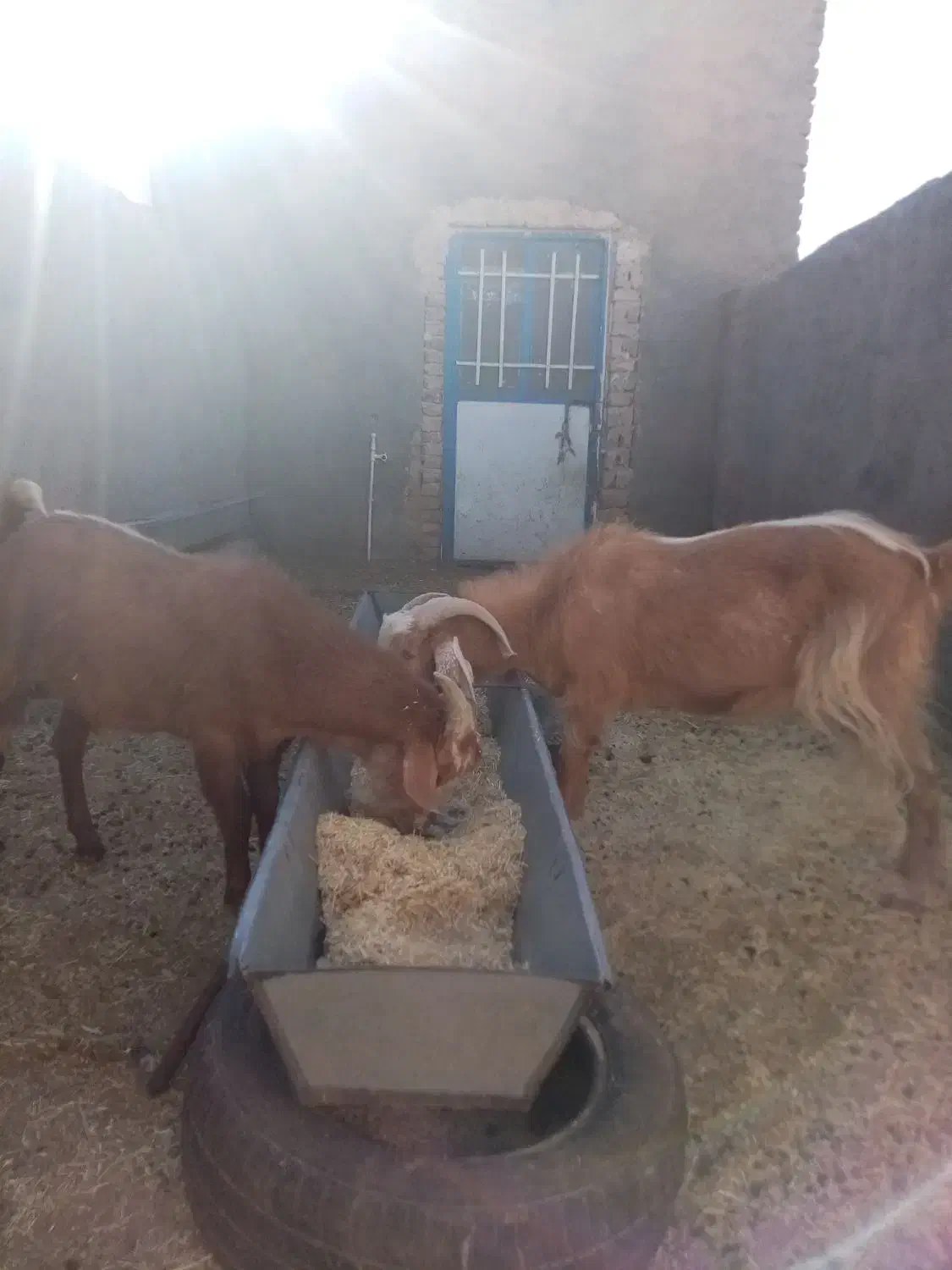 چبش و بزغاله پرواری|حیوانات مزرعه|سده (خراسان جنوبی), |دیوار