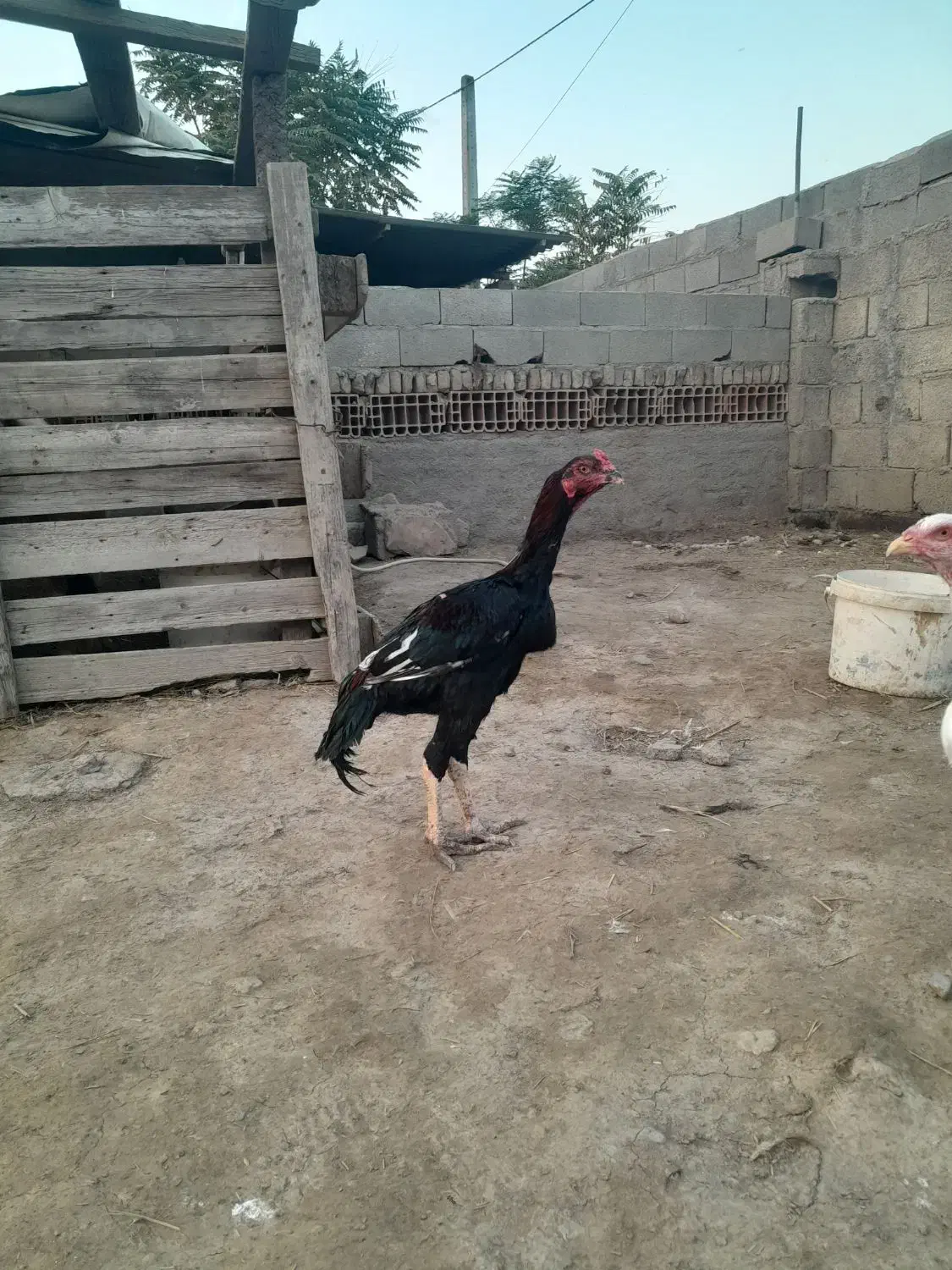 جوجه خروس لاری و مرغ لاری|حیوانات مزرعه|گرگان, |دیوار