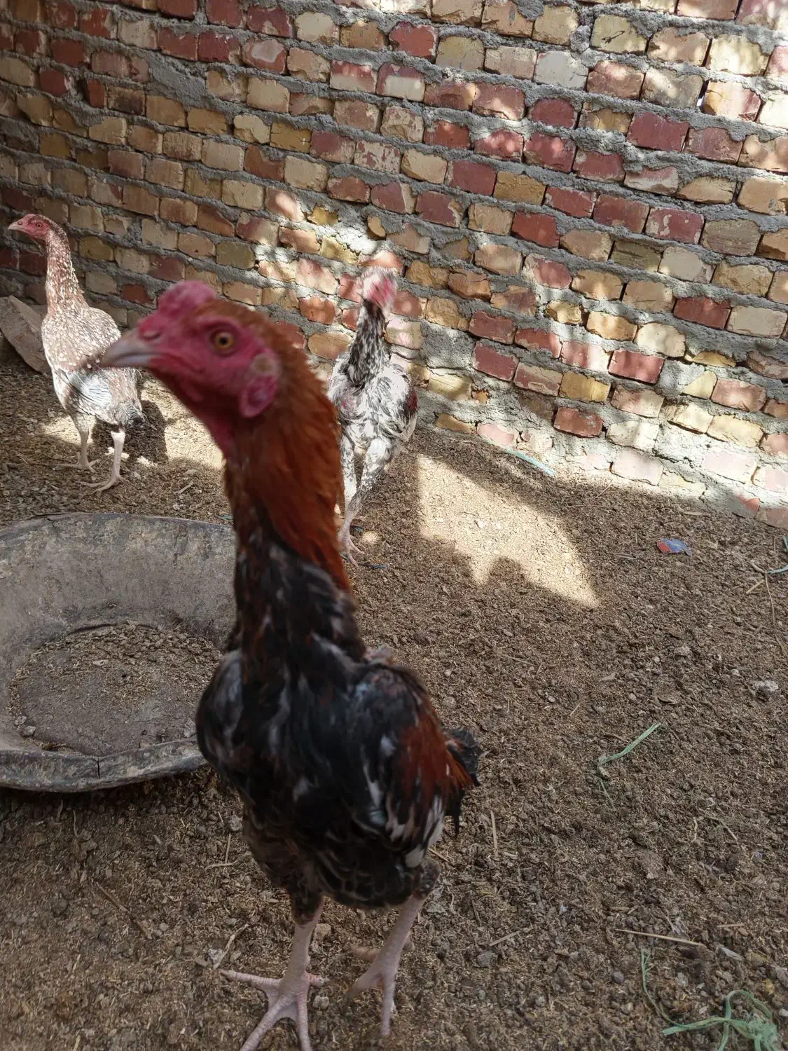 خروس لاری جوان|حیوانات مزرعه|سراوان, |دیوار