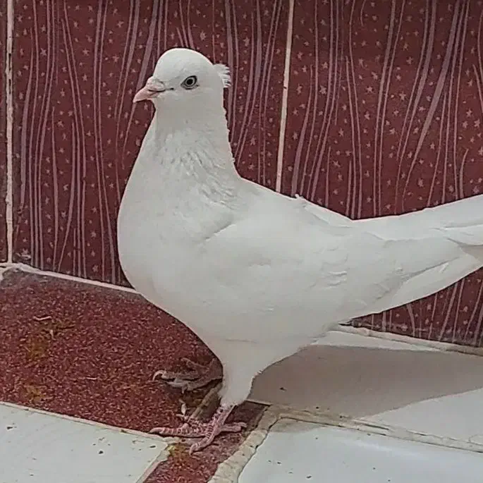 کبوتر سفید اراکی|پرنده|داراب, |دیوار