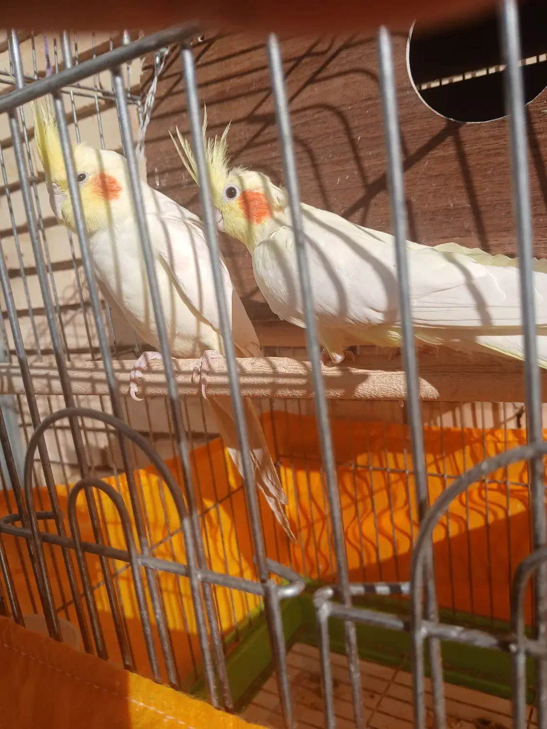 یک جفت عروس هلندی به همراه سه عدد جوجه|پرنده|تفت, |دیوار