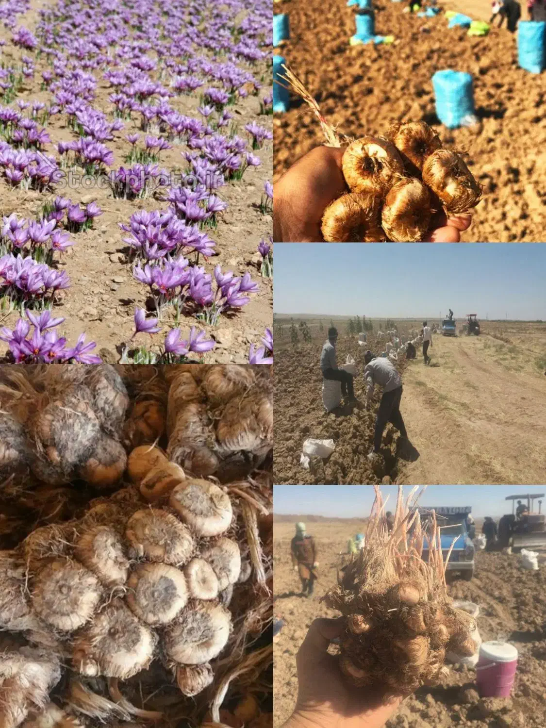 پیاز زعفران درجه 1|گل و گیاه طبیعی|گناباد, |دیوار