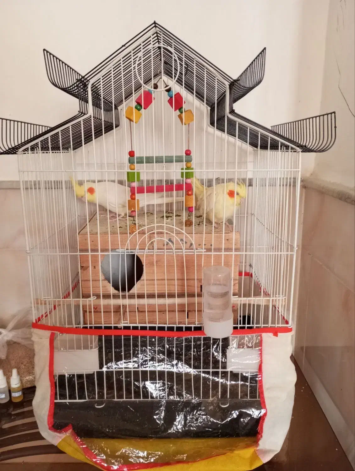 عروس هلندی|پرنده|زبرخان, |دیوار