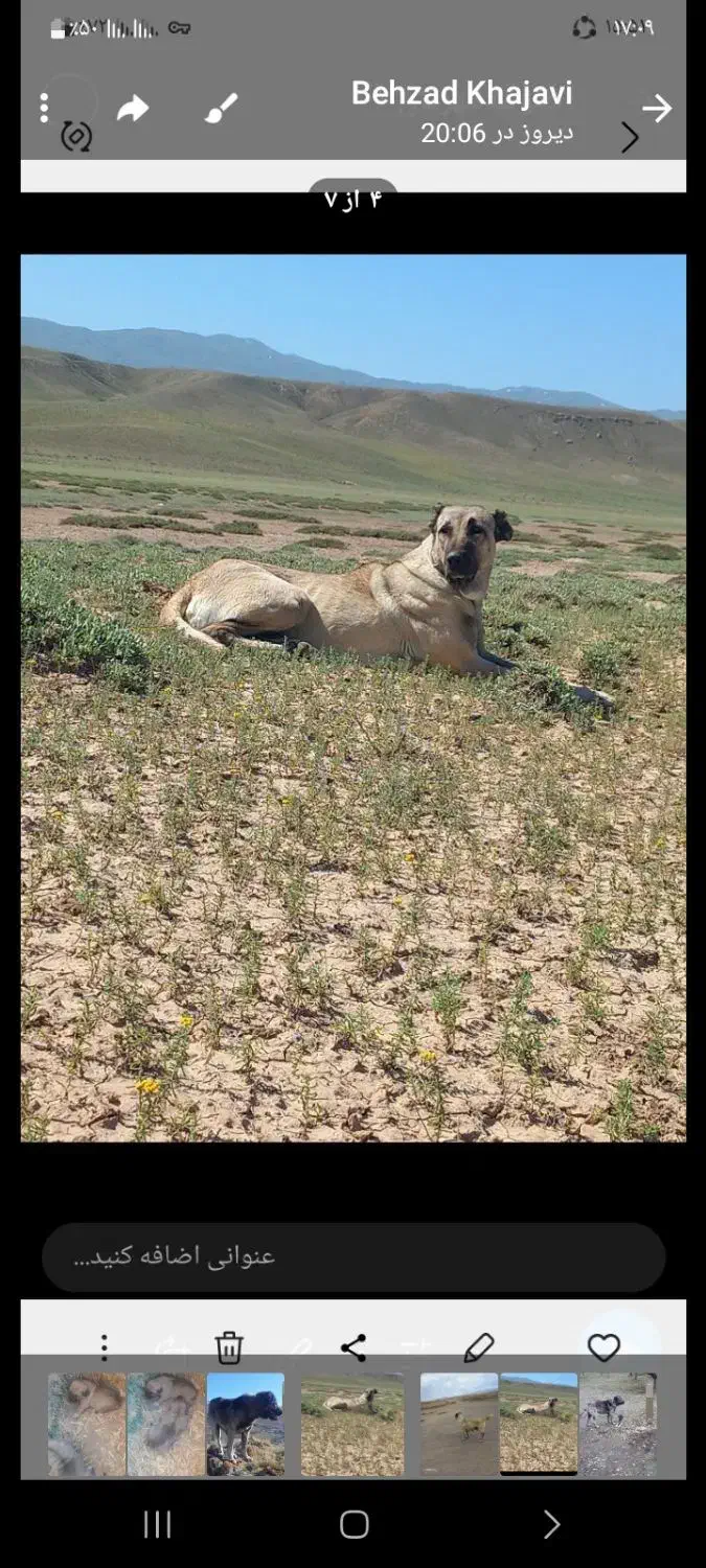 سگسرابی|سگ|سراب, |دیوار