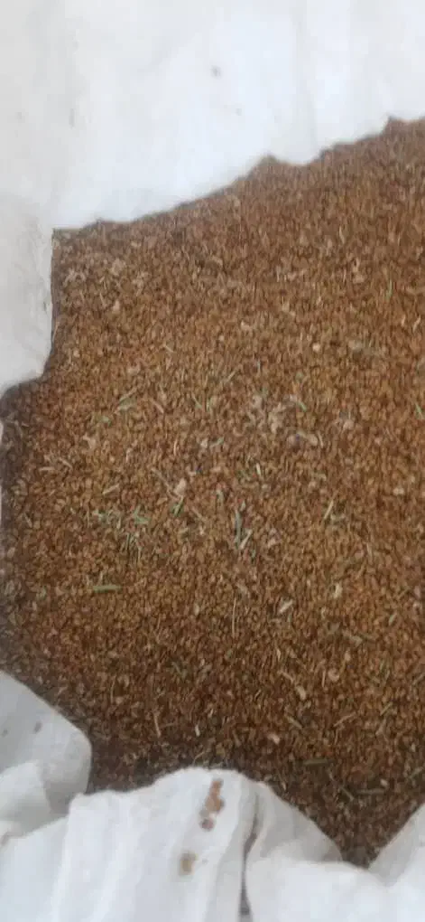 بذر یونجه  تضمینی آبسردو|گل و گیاه طبیعی|کهنوج, |دیوار