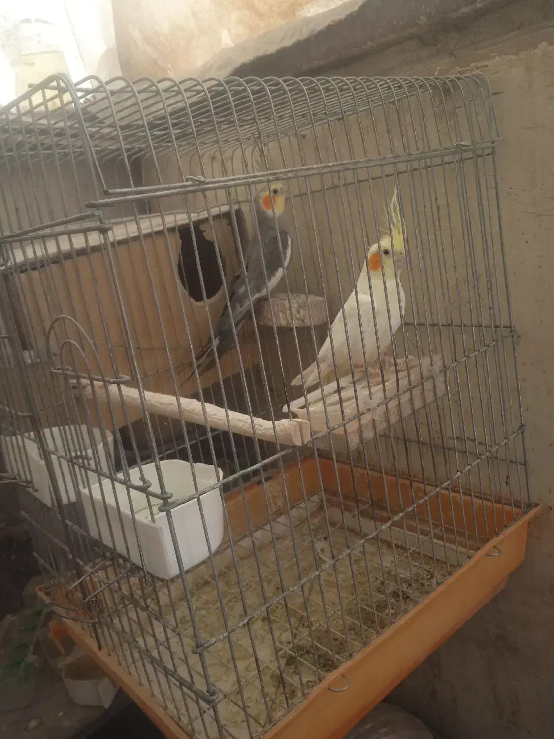 یک جفت عروس هلندی مولد وکارداده|پرنده|تهران, قصر فیروزه ۲|دیوار