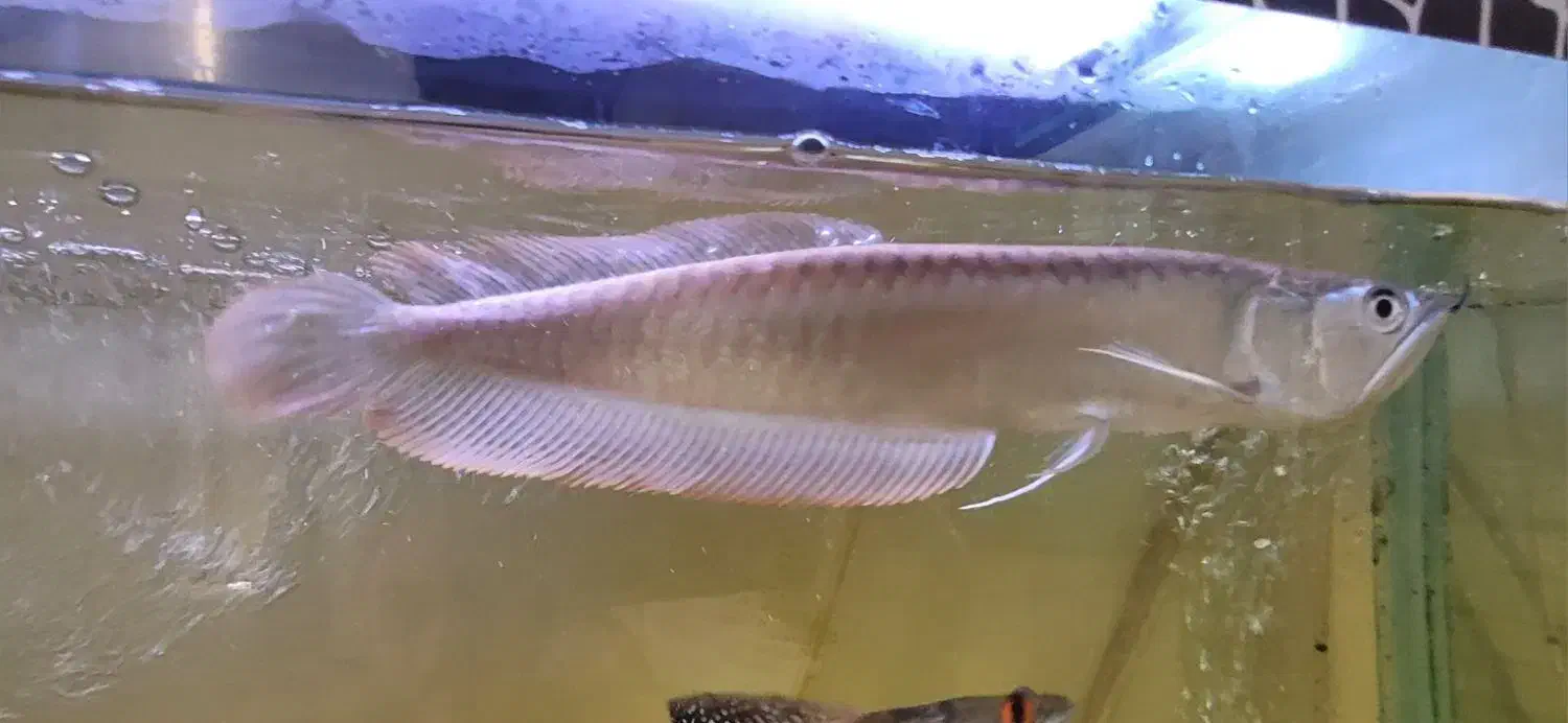 آروانا سیلور|ماهی|فردیس, نگارستان|دیوار