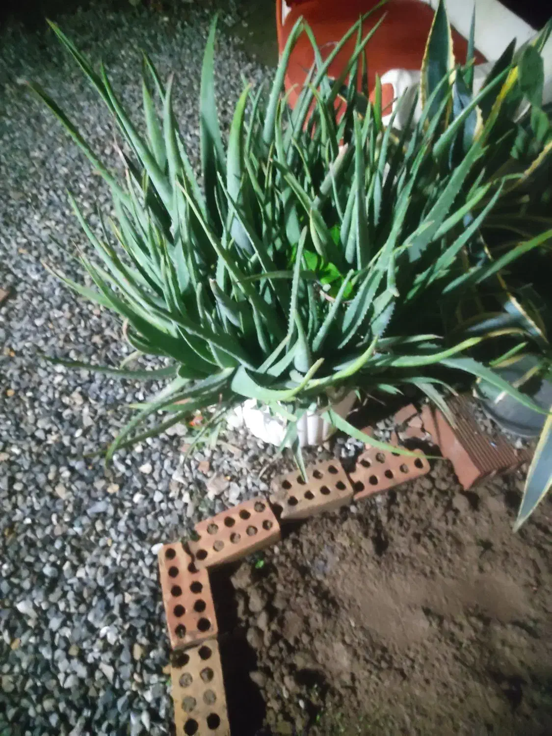 گل وگیاه|گل و گیاه طبیعی|گرگان, |دیوار