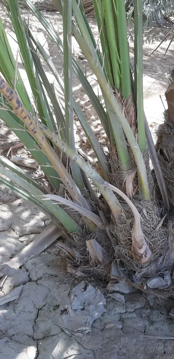 پاجوش برحی|گل و گیاه طبیعی|بندر ماهشهر, |دیوار