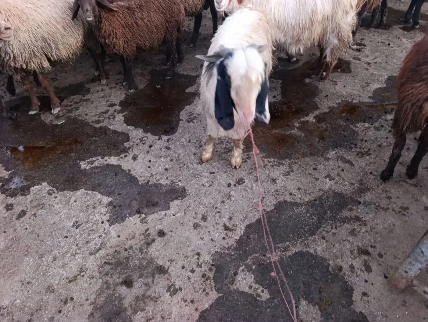 بزغاله نر|حیوانات مزرعه|صحنه, |دیوار