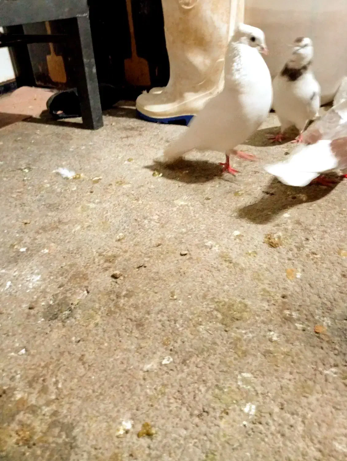 سه عدد کفتر نرم|پرنده|بروجرد, |دیوار