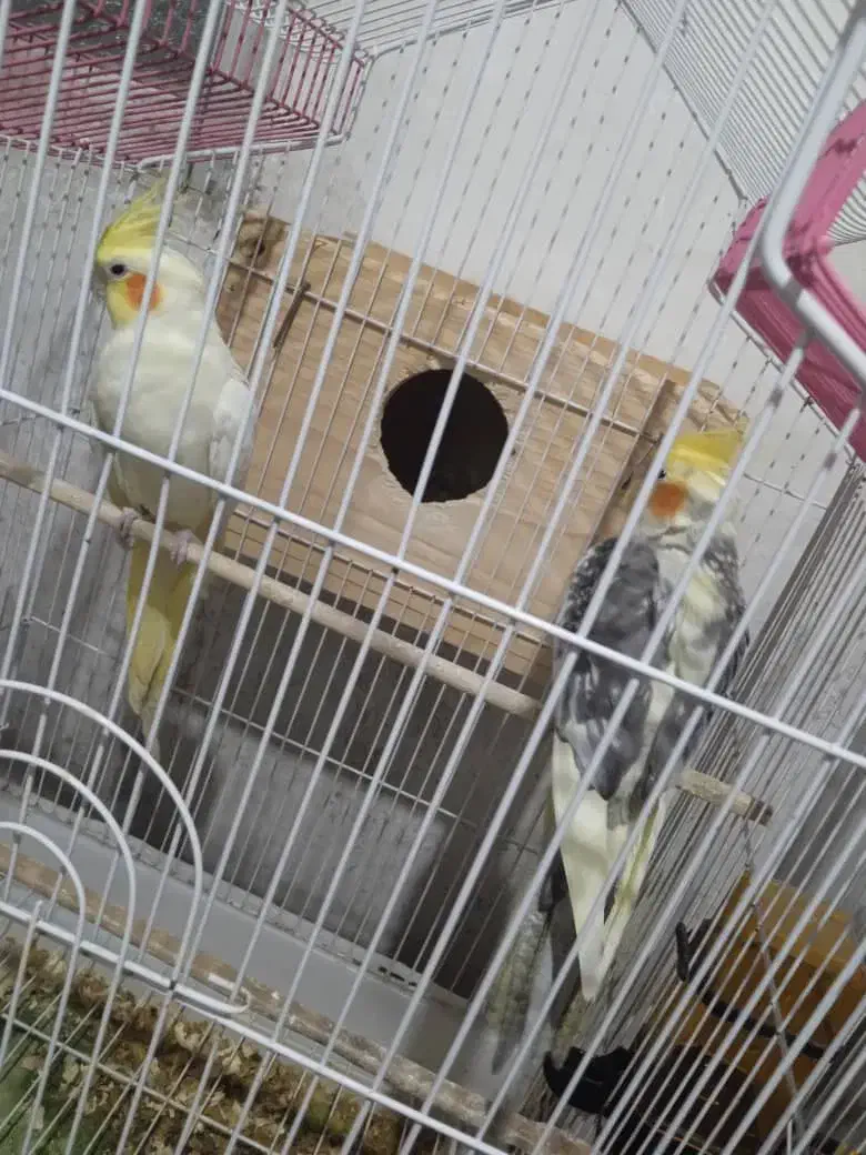 پرندهعروسهلندیمولدباجوجه|پرنده|تنکابن, |دیوار