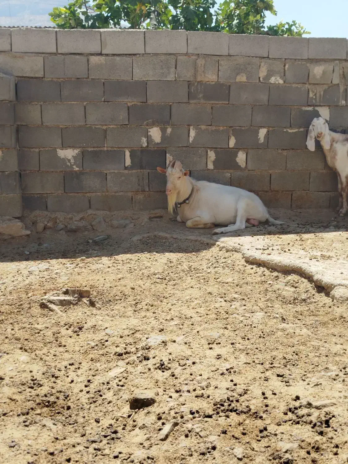 نر بز سانن اصل شرکتی|حیوانات مزرعه|درودزن, |دیوار