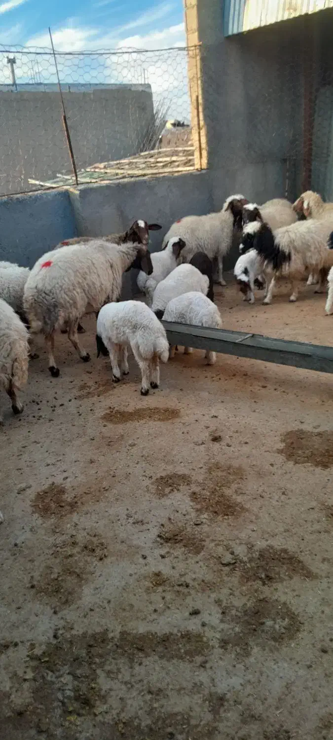 فروش نقدی جفتی ۴۶ تومن|حیوانات مزرعه|آبدانان, |دیوار