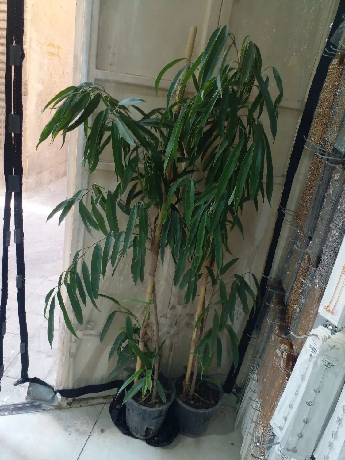 دو عدد گل امستل|گل و گیاه طبیعی|شیراز, شاهچراغ|دیوار