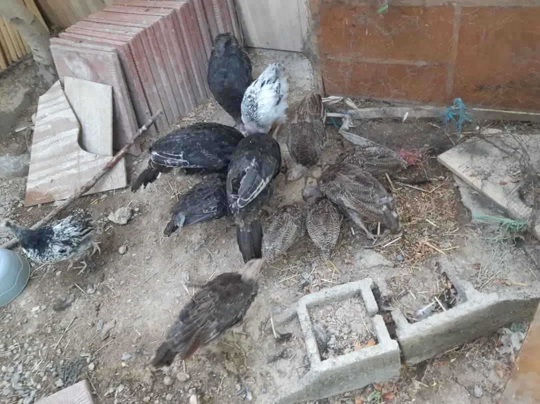 تعدادی بقلمو بفروش میرسد فلاورجان|حیوانات مزرعه|فلاورجان, |دیوار