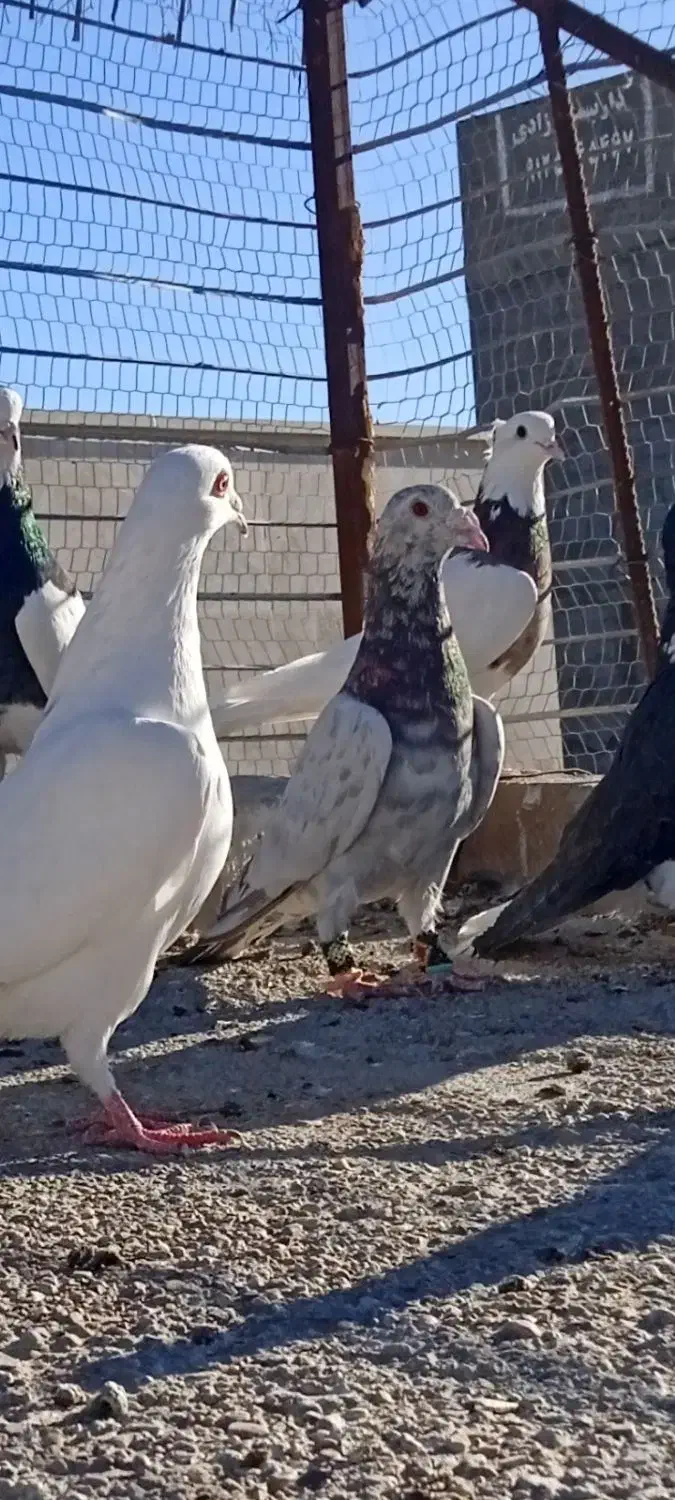 دوتا هفرنگ|پرنده|اسفراین, |دیوار