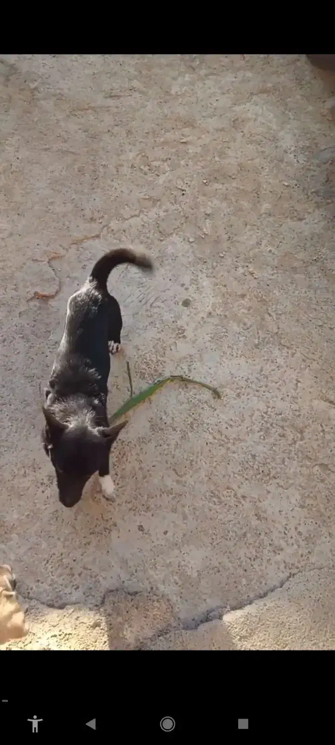 پاکوتاه گوش تیز|سگ|فاضل آباد, |دیوار