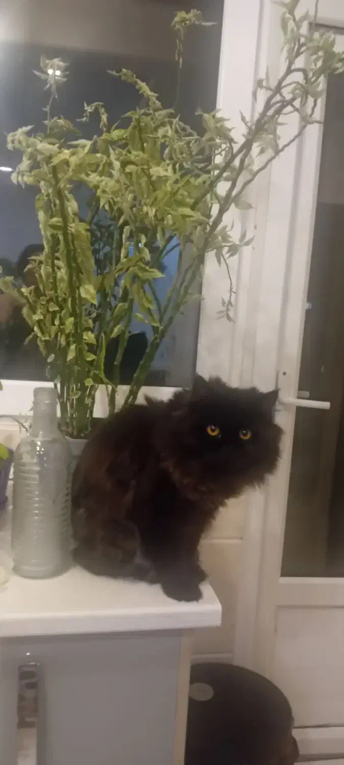 گربه پرشین|گربه|تهران, تهرانپارس غربی|دیوار