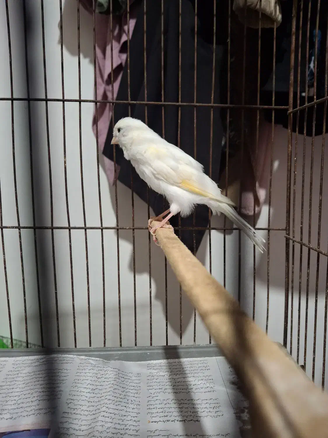 قناری نر سفید جوان|پرنده|رشت, پل تالشان|دیوار