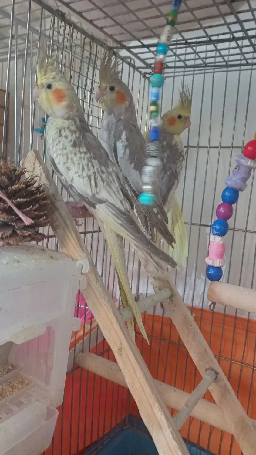 جوجه عروس هلندی|پرنده|فردیس, فرامرزیه|دیوار